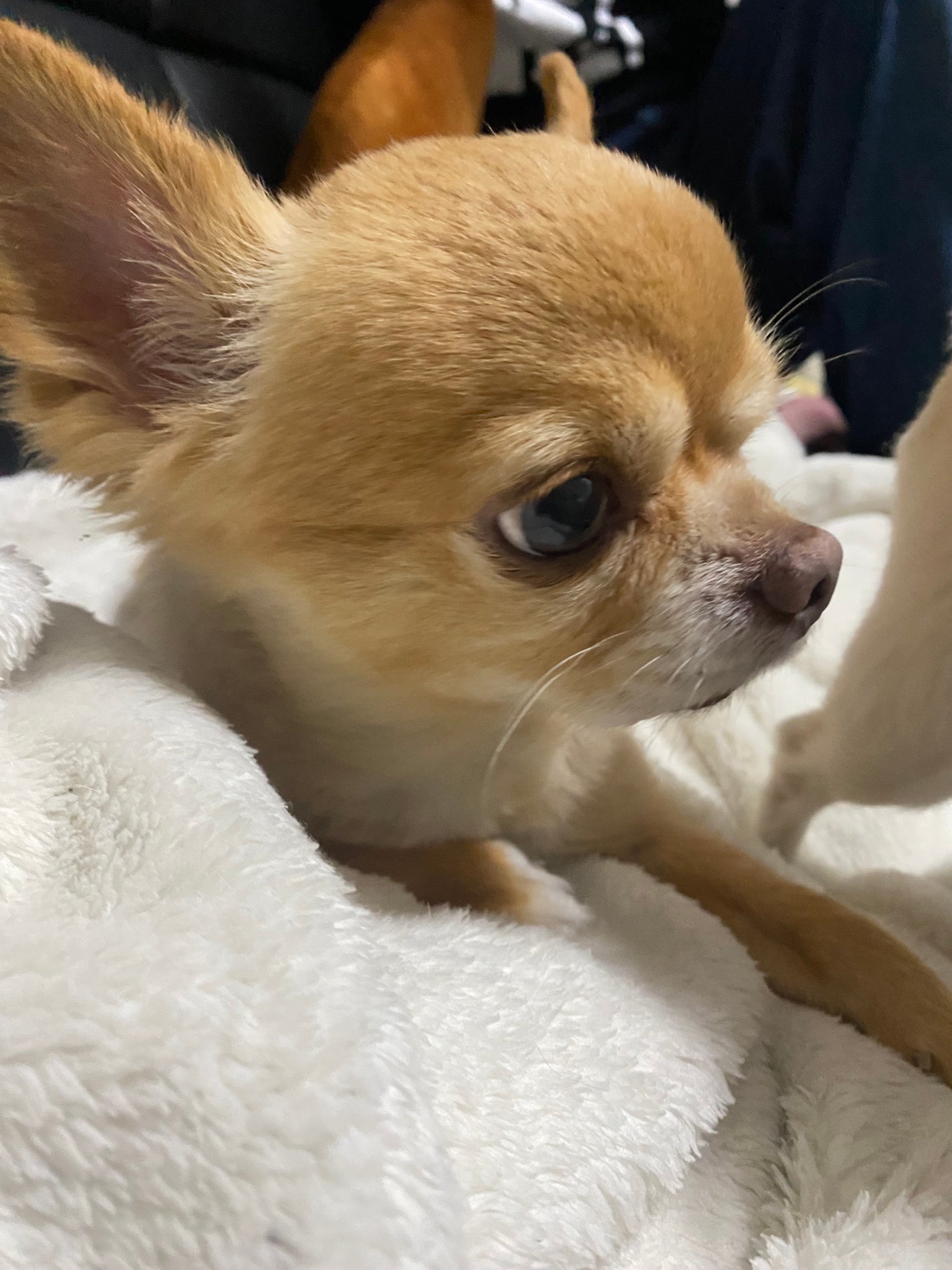 アディクション ザ リップスティック エクストレム シャイン/ADDICTION/口紅を使ったクチコミ(8枚目)