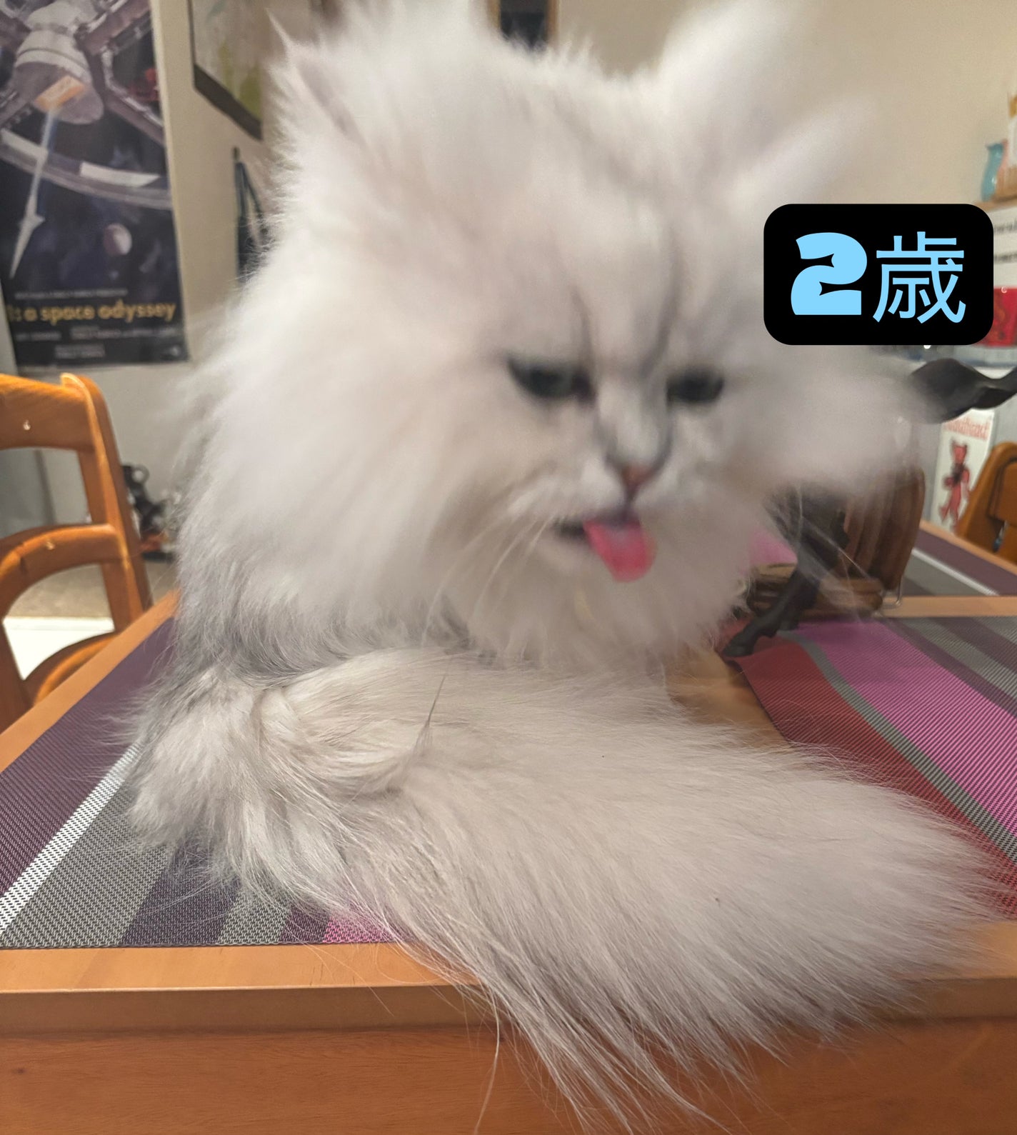 666Anonymous666 on LIPS 「#成長アルバム#段々威圧感が…#ペルシャ #シルバーこの子は悪..」(5枚目)