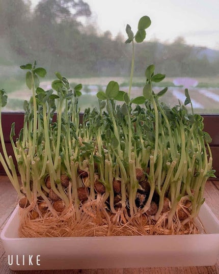 エアフィールメーカー/インテグレート/化粧下地を使ったクチコミ(3枚目)