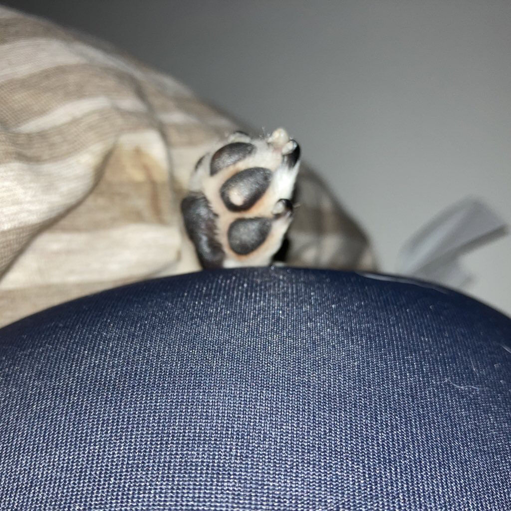 トラック オイル/track/ヘアオイルを使ったクチコミ（3枚目）