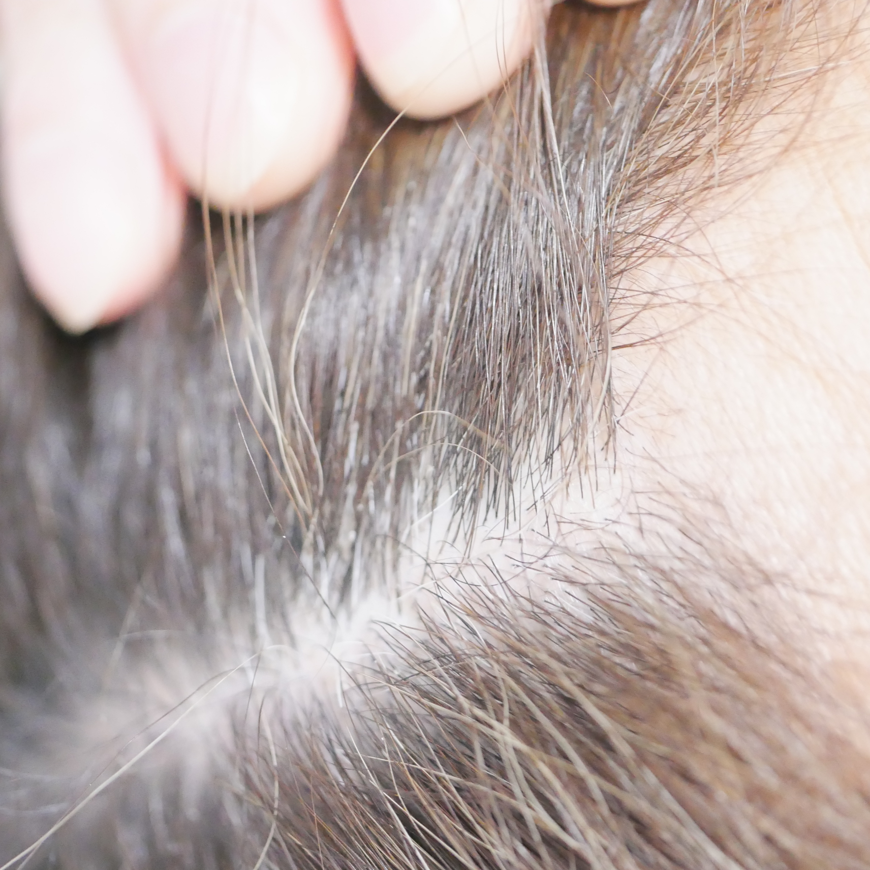 ドレッシングウォータートリートメント/ビューランチ/ヘアオイルを使ったクチコミ（3枚目）