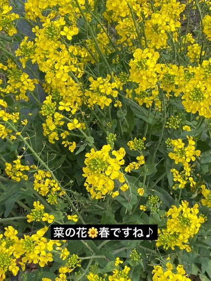 プティパレットアイズ/キャンメイク/パウダーアイシャドウを使ったクチコミ(3枚目)
