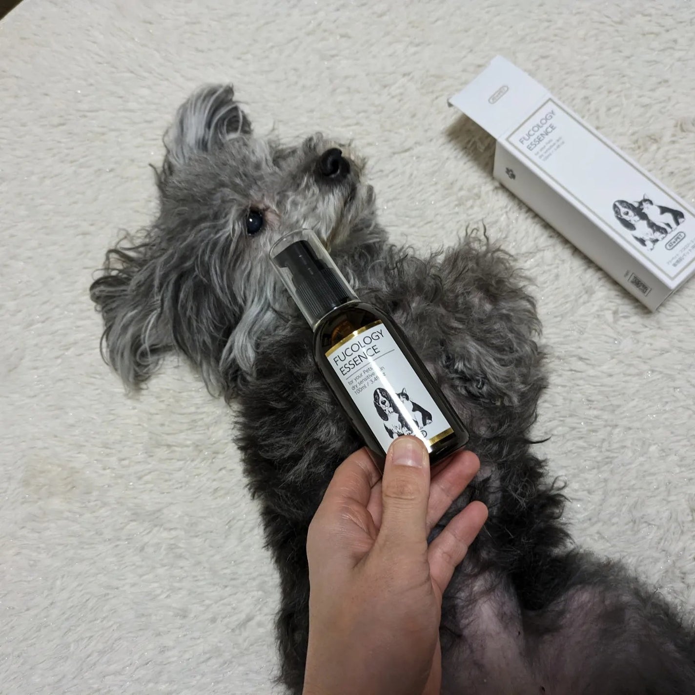 真紅 on LIPS 「AT・PET(アトペット)様のフコロジーエッセンスをお試しさせ..」(2枚目)