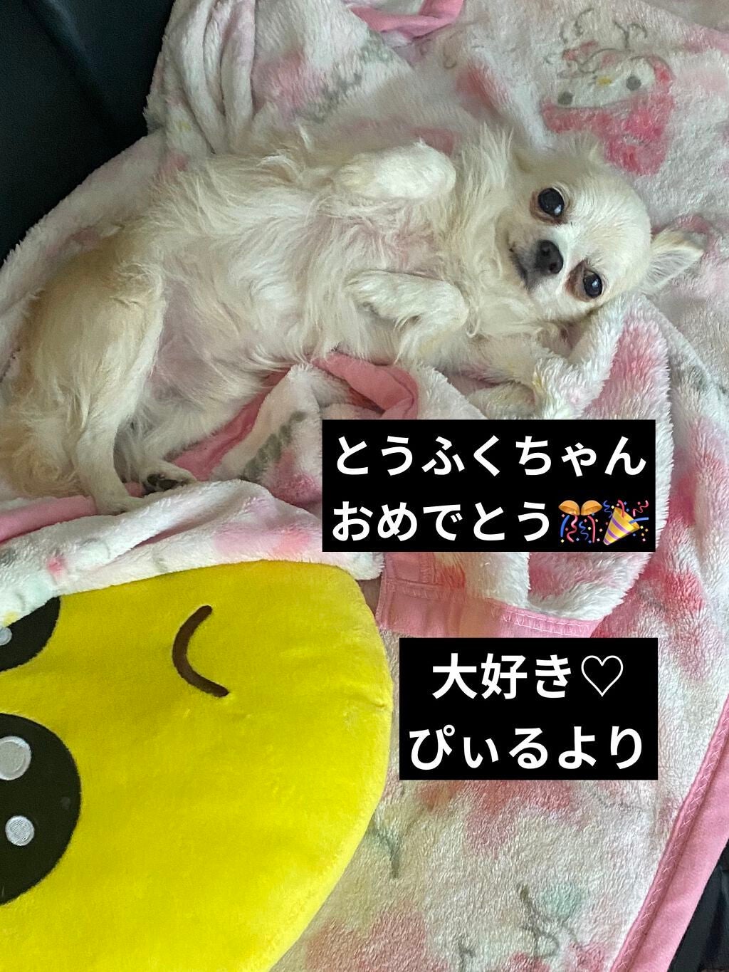 イメージ「マヤ」 アイシャドウパレット/ZEESEA/アイシャドウパレットを使ったクチコミ(8枚目)