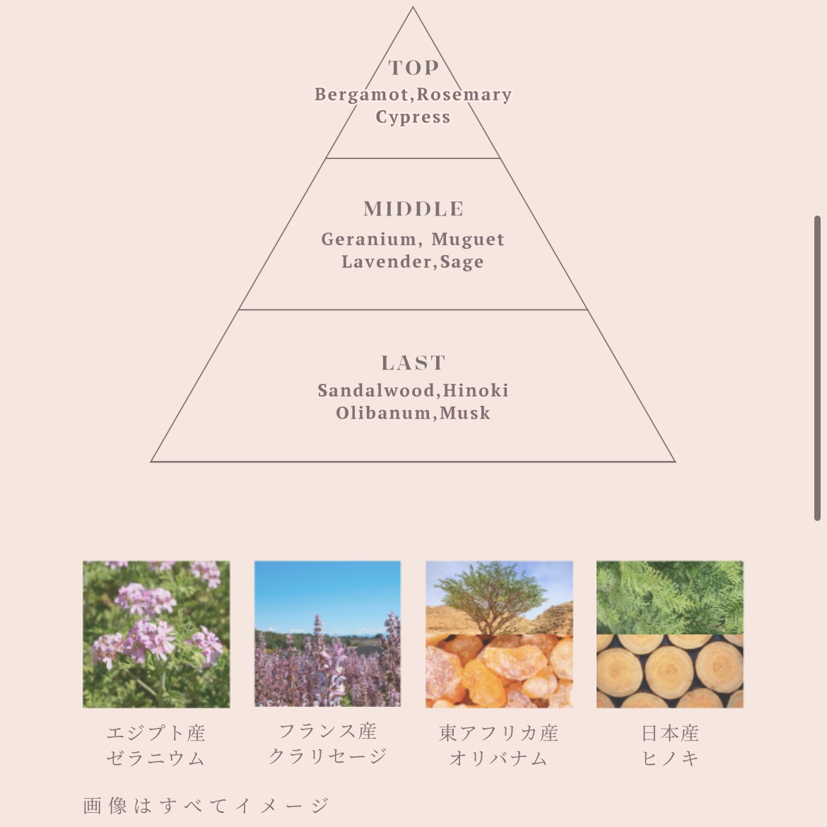 メルト モイストシャンプー／トリートメント/melt/市販シャンプーを使ったクチコミ（3枚目）