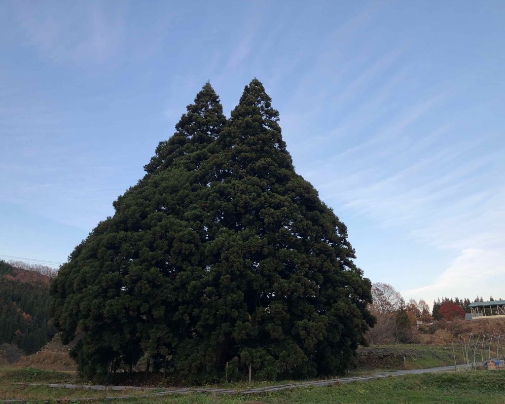 ReVIA 1day/ReVIA/ワンデー(1DAY)カラコンを使ったクチコミ(4枚目)