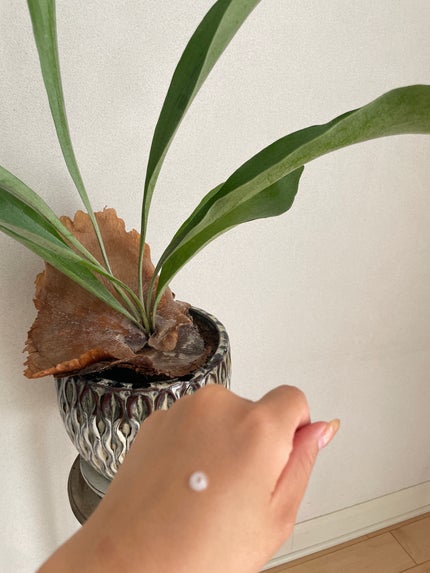 を使ったクチコミ(2枚目)