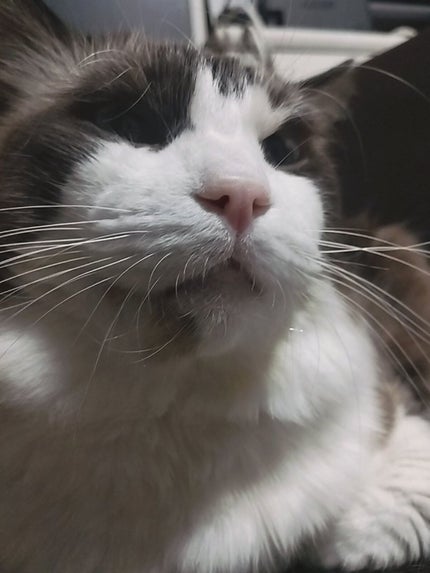 あーるえいちd on LIPS 「猫が可愛いだけの投稿です笑笑今回も、雑談したいと思います!!こ..」(1枚目)