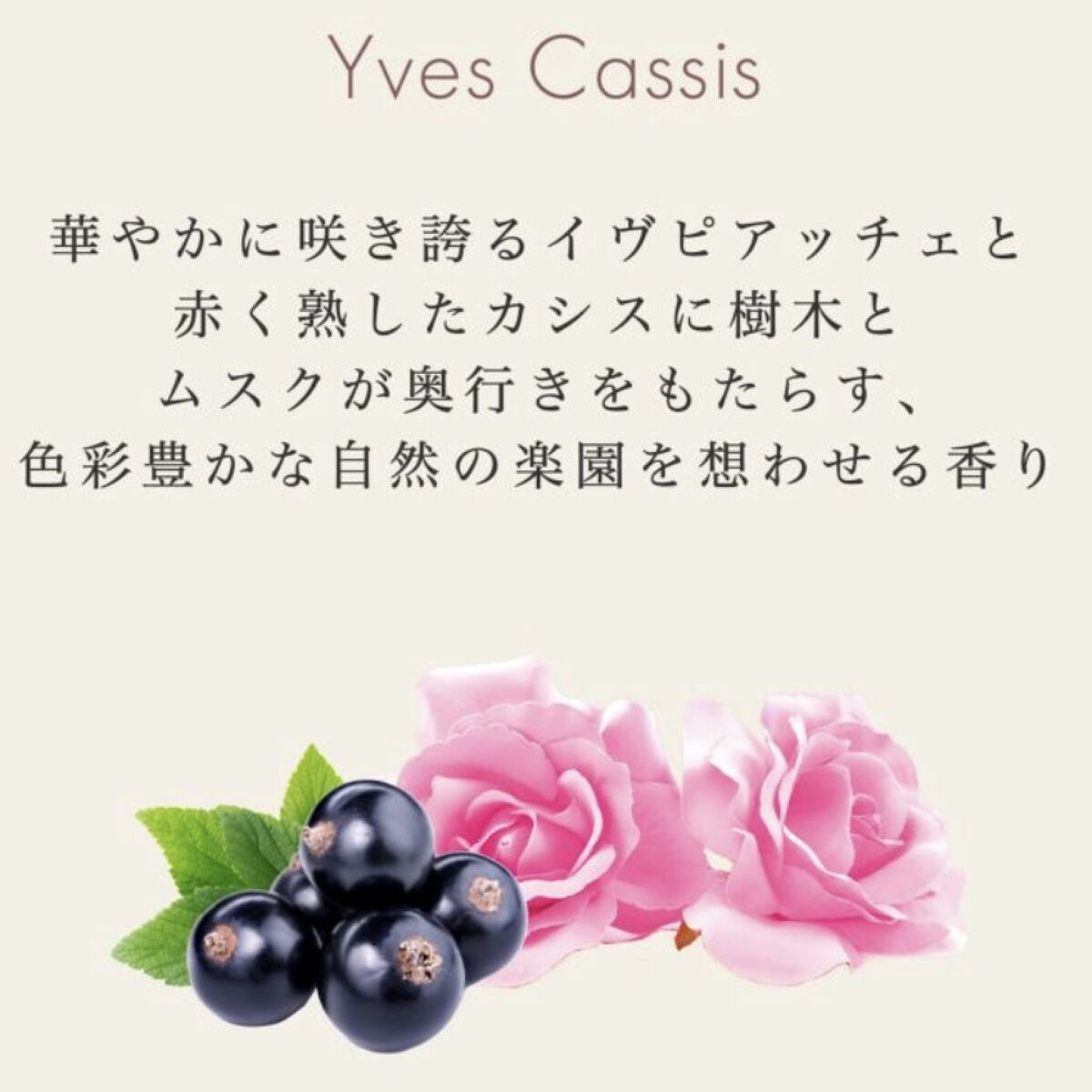 ヴァシリーサ カーム イヴカシス オードパルファム/ヴァシリーサ/香水(レディース)を使ったクチコミ（1枚目）