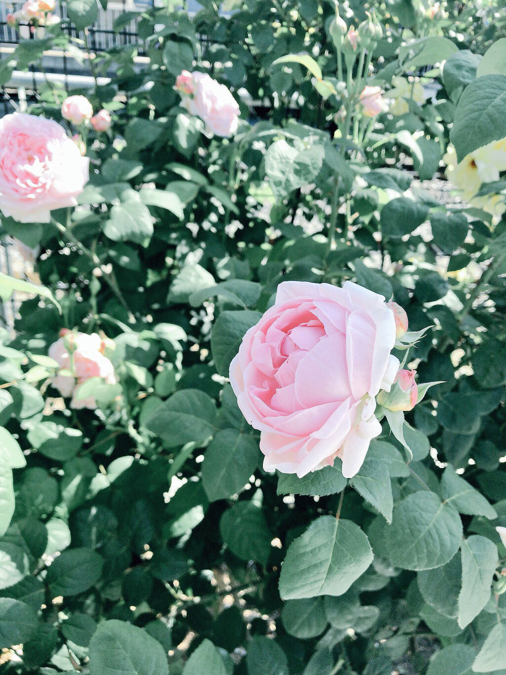 グラスティングウォーターティント/rom&nd/リップティントを使ったクチコミ（1枚目）