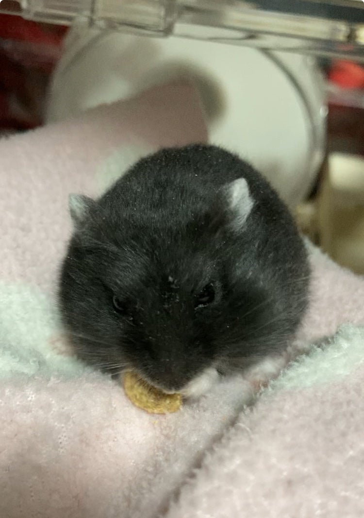 小夜風 on LIPS 「☆プレゼント紹介☆いつもお世話になっている#とこちゃんから可愛..」(7枚目)