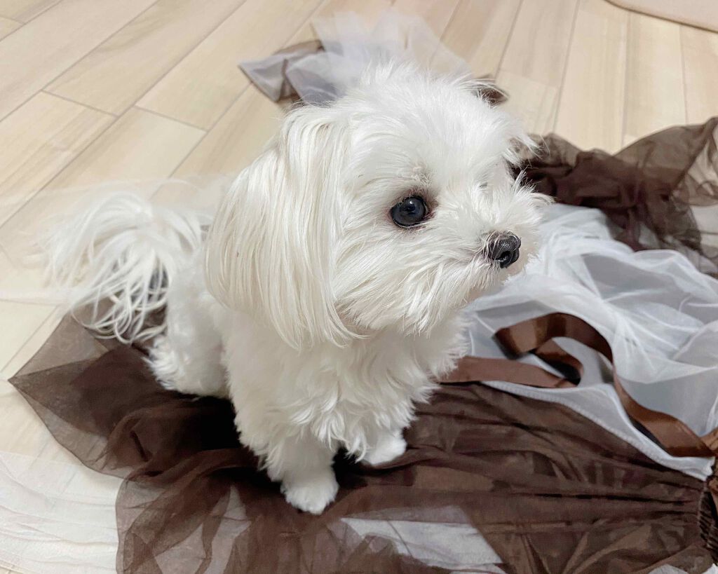 自己紹介/雑談/その他を使ったクチコミ（2枚目）