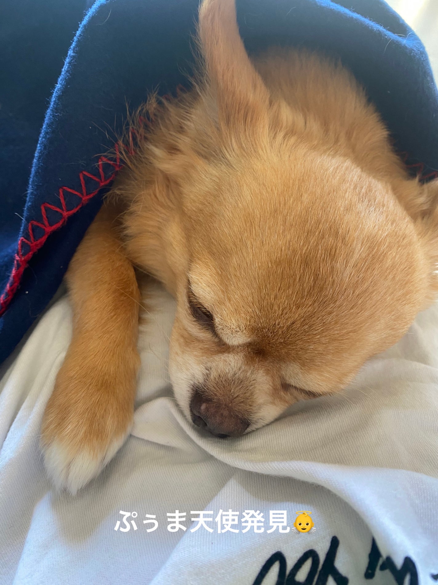 スキンディフェンス プロテクションローション SPF50+ PA++++/THE BODY SHOP/日焼け止めローションを使ったクチコミ(9枚目)