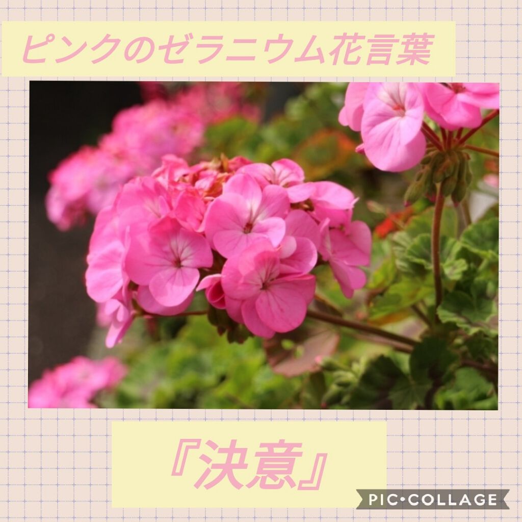 è¬çšããããããªãã©ã³ãããŠããŒ/ããªããã¥ã¬/ããªãã©ã³ãã»å¶æ±å€ã䜿ã£ãã¯ãã³ãïŒ2æç®ïŒ