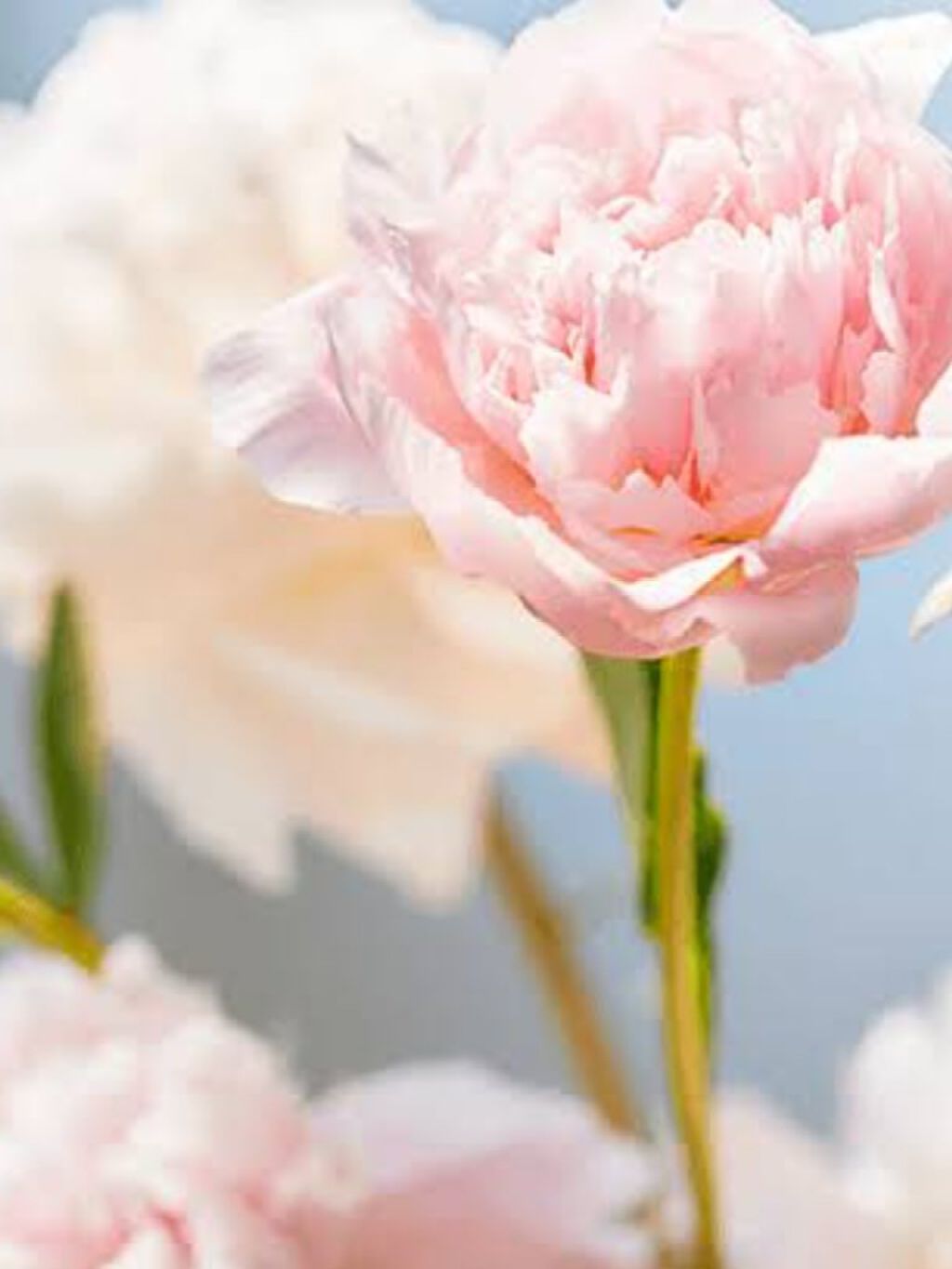 ワンダーハニー とろとろハンドクリーム スウィートピオニー/VECUA Honey/ハンドクリームを使ったクチコミ（3枚目）