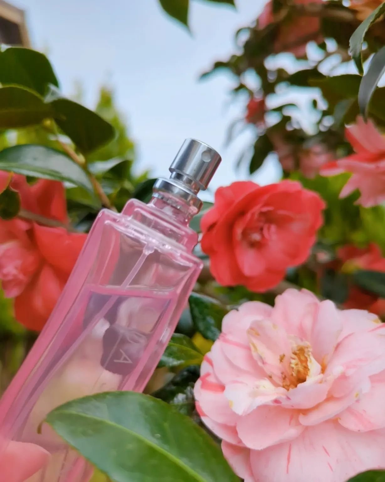 アクア シャボン くつろぎジャスミンの香り オードトワレ/アクアシャボン/香水(レディース)を使ったクチコミ（3枚目）