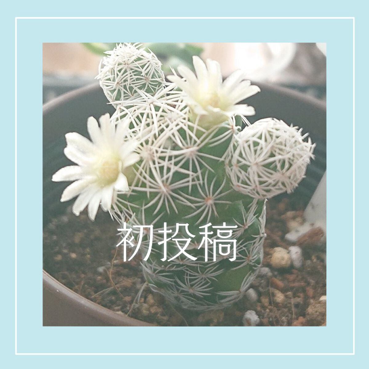 ややちー on LIPS 「Lips初心者&初投稿です!どうぞお手柔らかによろしくお願いし..」(1枚目)