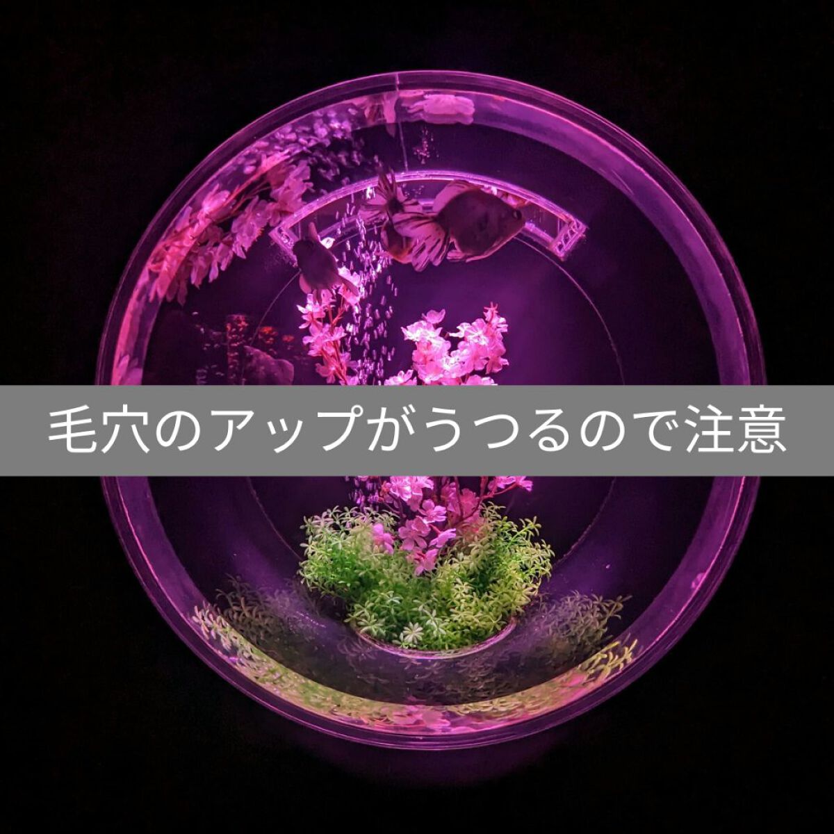 エテュセ ポアレスプライマー/ettusais/化粧下地を使ったクチコミ（1枚目）