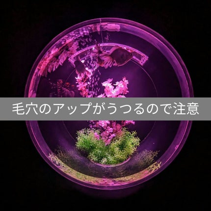 エテュセ ポアレスプライマー/ettusais/化粧下地を使ったクチコミ(1枚目)