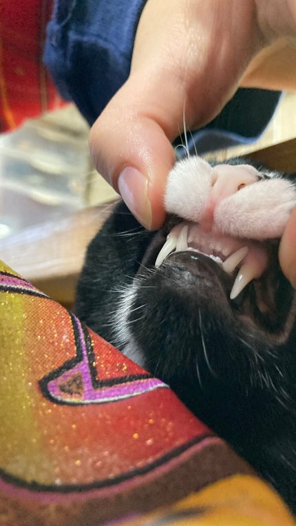 フィーノ プレミアムタッチ 濃厚美容液ヘアマスク/フィーノ/ヘアマスク・ヘアパックを使ったクチコミ(2枚目)