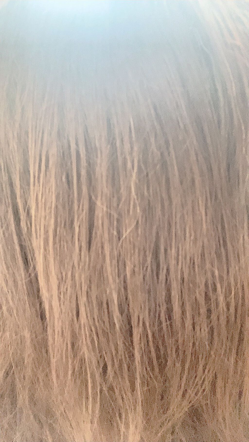 フィーノ プレミアムタッチ 濃厚美容液ヘアオイル/フィーノ/ヘアオイルを使ったクチコミ(5枚目)