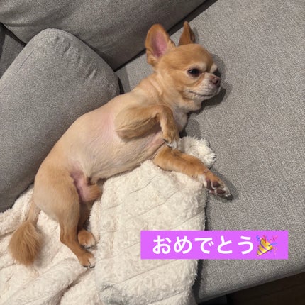 ヴェルニ ディオリフィック 766 パッション (生産終了)/Dior/マニキュアの画像