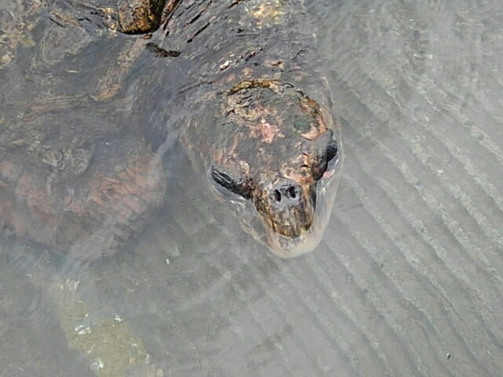 フレグランスヘアミスト ピュアシャンプーの香り/フィアンセ/ヘアミストを使ったクチコミ（1枚目）