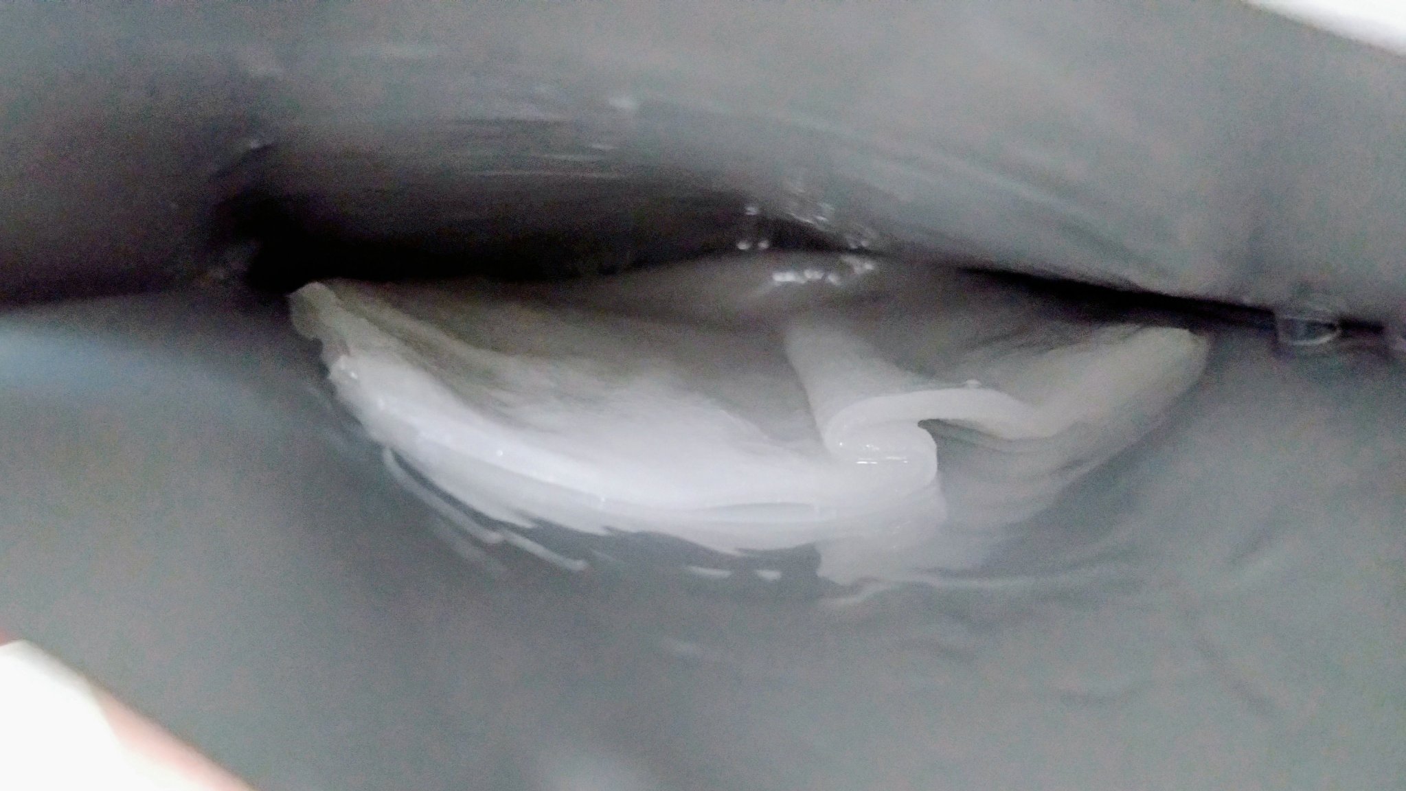 Red Propolis Ampule Mask/CNP Laboratory/シートマスク・パックを使ったクチコミ（3枚目）