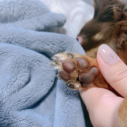 saaa on LIPS 「犬と人が使えるクリーム✨愛犬の肉球のカサカサが気になっていて初..」(6枚目)