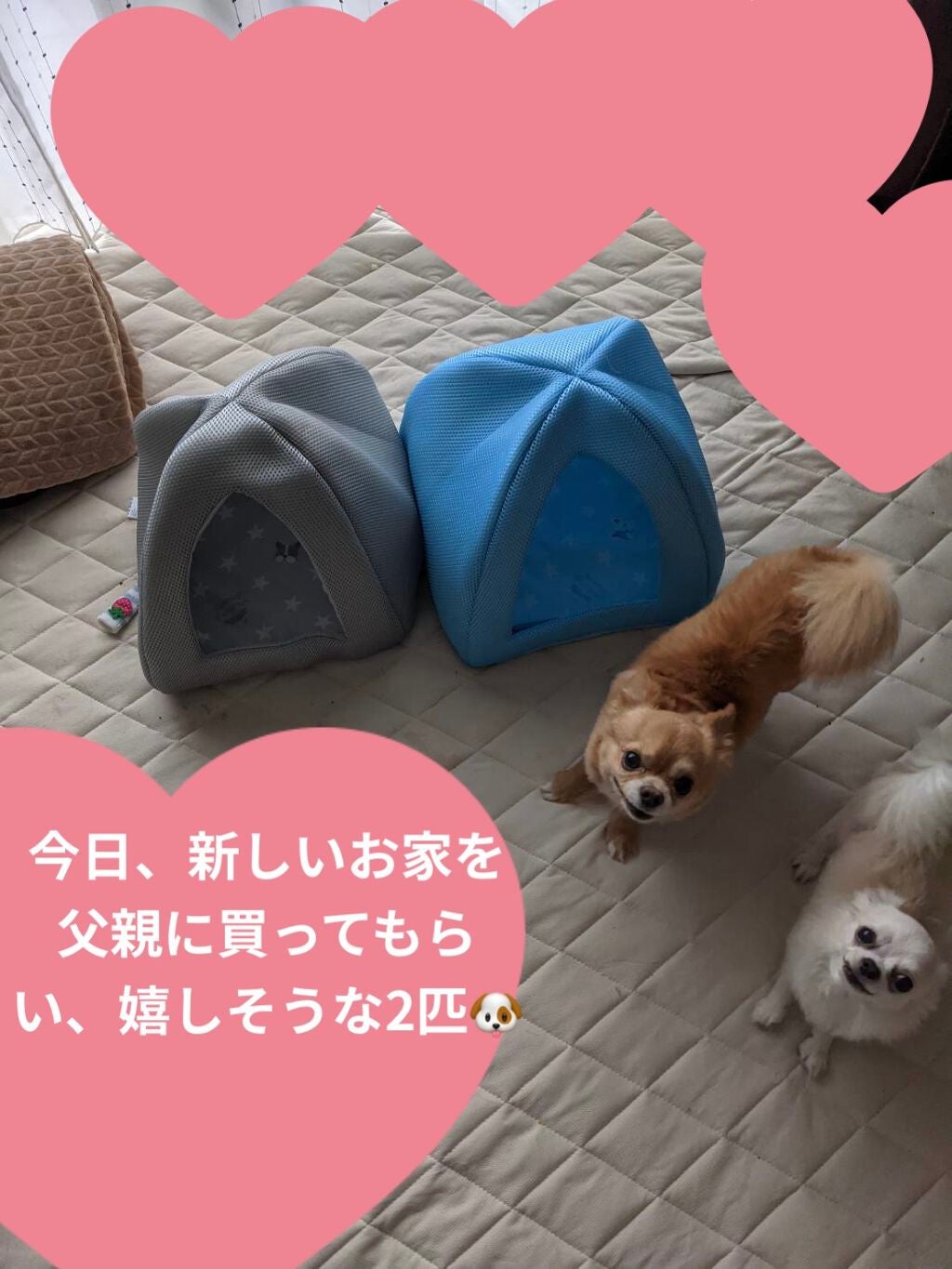 シーブリーズ スムースハンドジェラート(ピンクグレープフルーツ)/シーブリーズ/ハンドクリームを使ったクチコミ(5枚目)