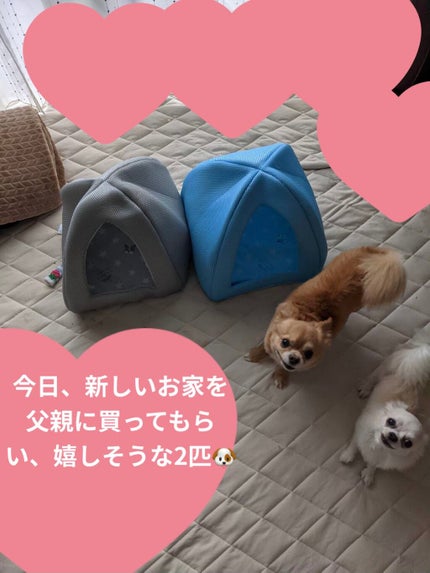 シーブリーズ スムースハンドジェラート(ピンクグレープフルーツ)/シーブリーズ/ハンドクリームを使ったクチコミ(5枚目)