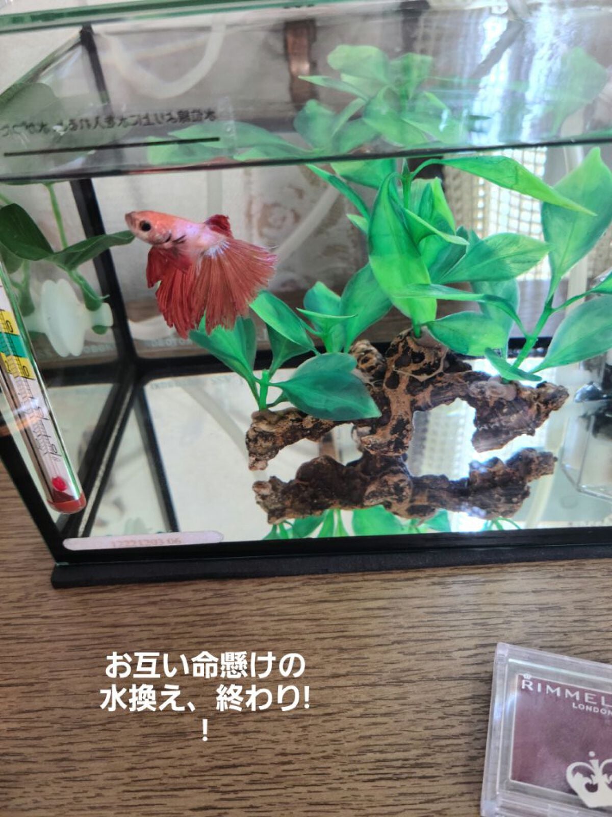 プリズム クリームアイカラー/リンメル ロンドン/ジェル・クリームアイシャドウを使ったクチコミ(4枚目)