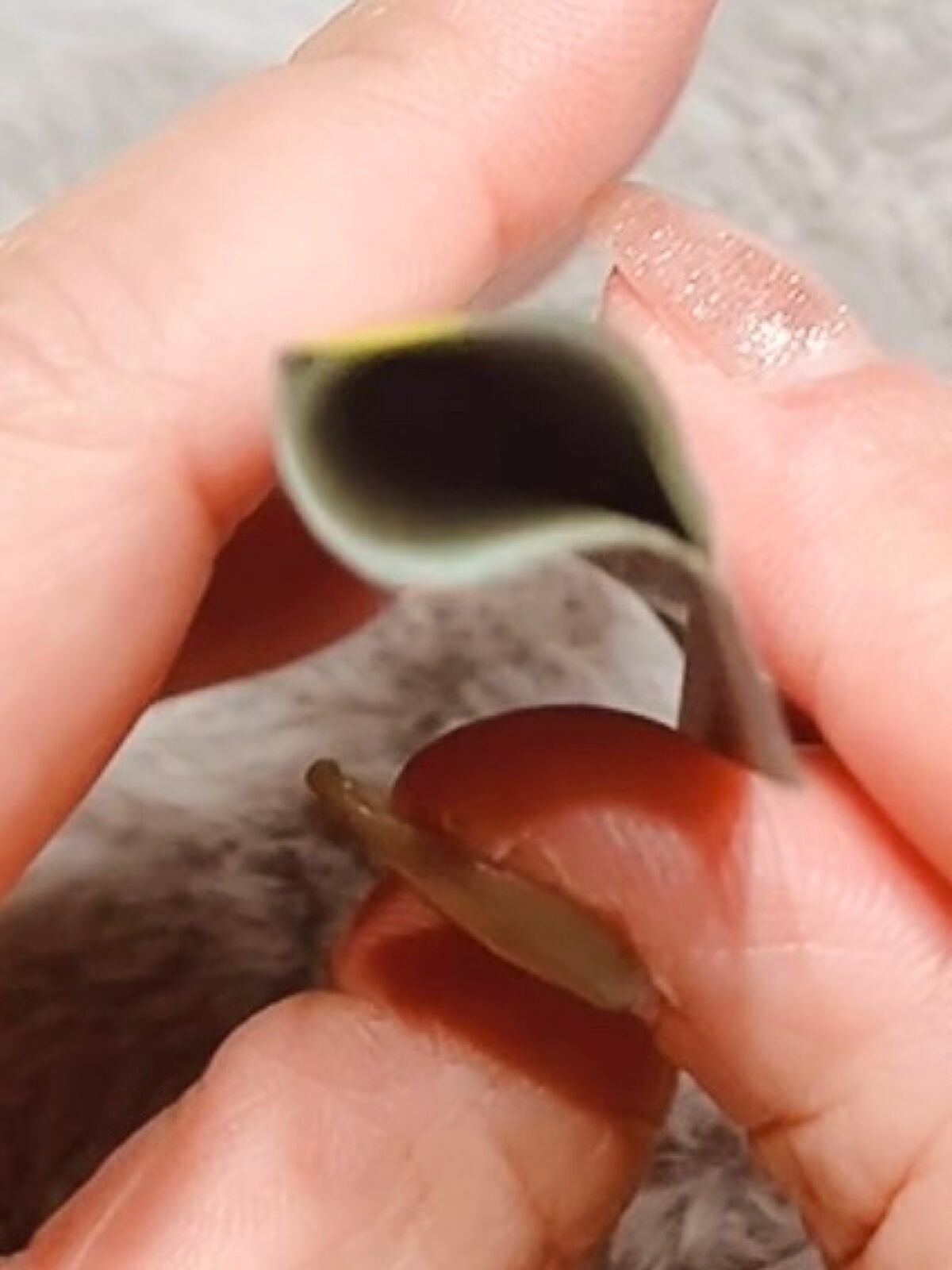 ワフードメイド 宇治抹茶酵素洗顔/pdc/洗顔パウダーを使ったクチコミ(3枚目)