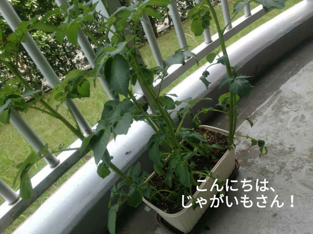 ミンティア+MASK/アサヒフードアンドヘルスケア/食品を使ったクチコミ(4枚目)