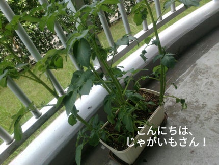 ミンティア+MASK/アサヒフードアンドヘルスケア/食品を使ったクチコミ(4枚目)