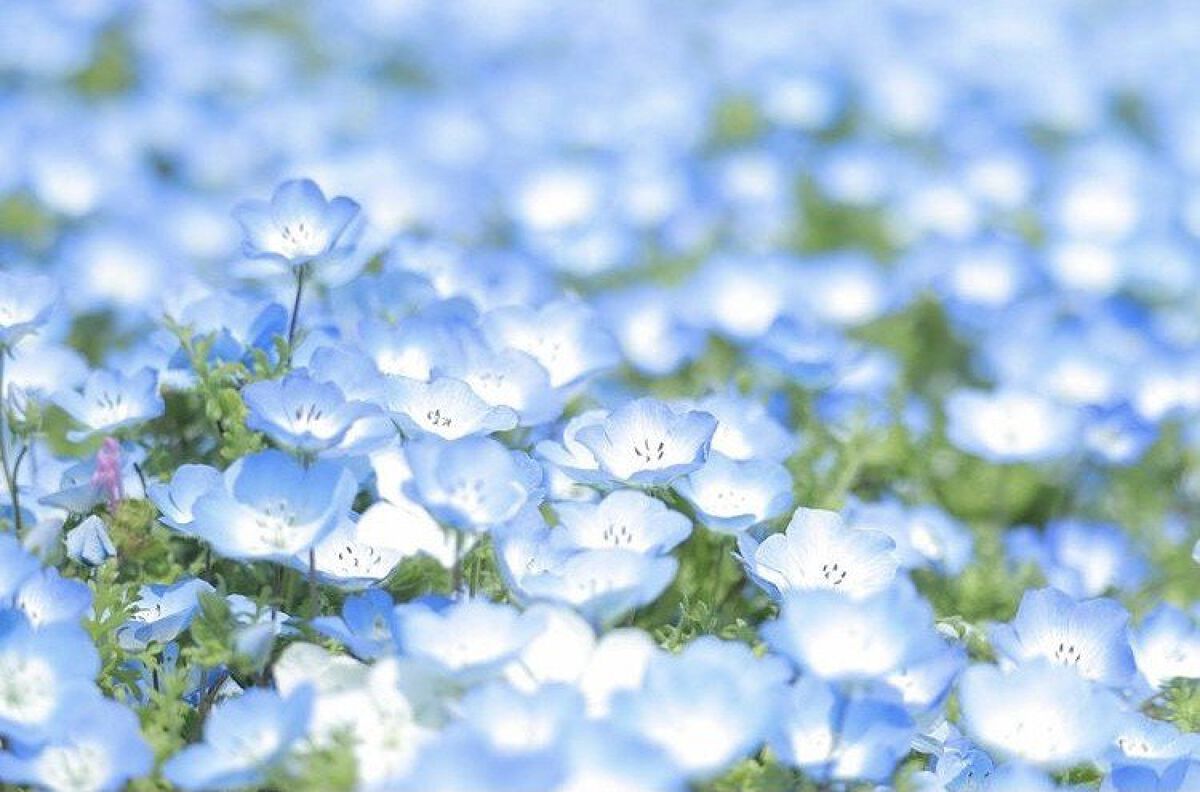 AZアゼライン酸10セラム/コスデバハ/美容液を使ったクチコミ（3枚目）