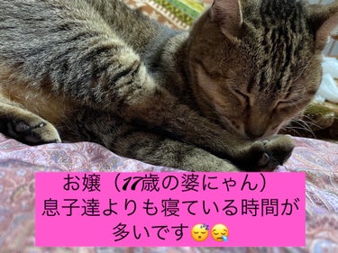 日清ヨーク ピルクルミラクルケアのクチコミ「　　🥱😴😪ピルクルミラクルケア🥱😴😪





　　　入眠の速さには常日頃から定評があり

　.....」（3枚目）