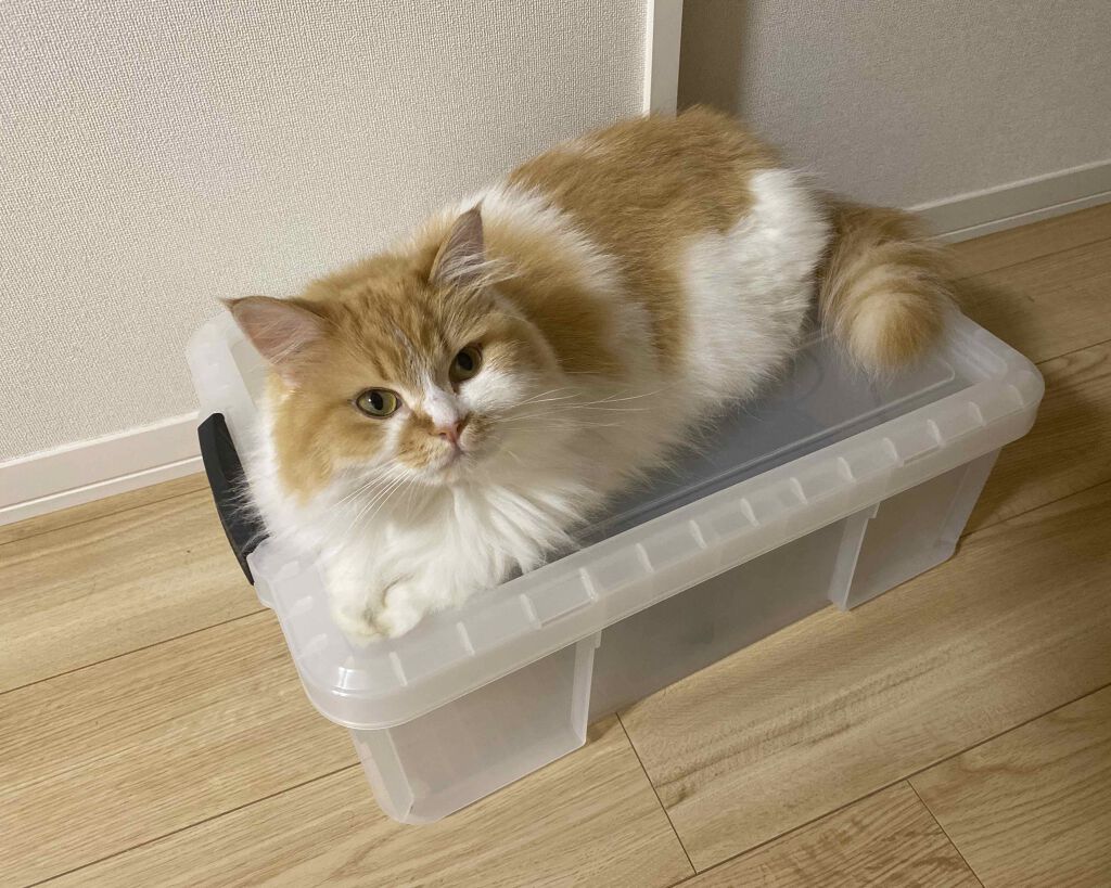 Venus Marble アイシャドウキャットシリーズ/Venus Marble/アイシャドウパレットを使ったクチコミ(4枚目)