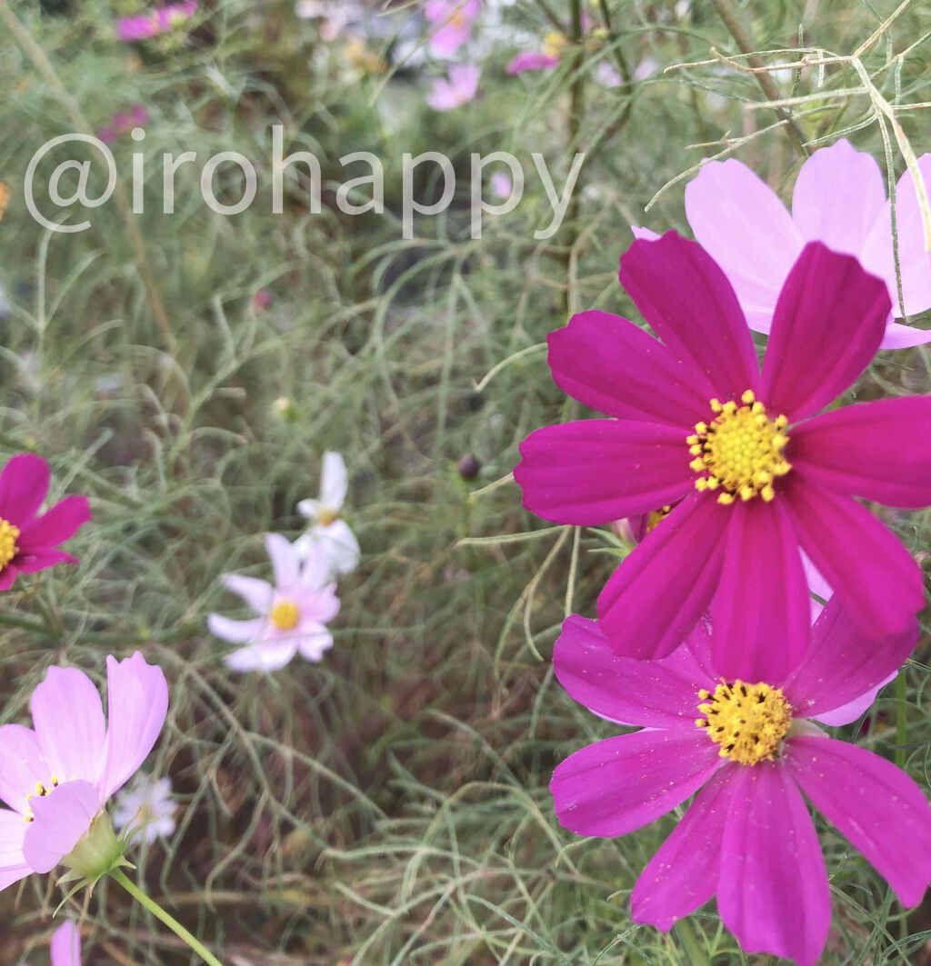 ミニネイル/パラドゥ/マニキュアを使ったクチコミ（2枚目）