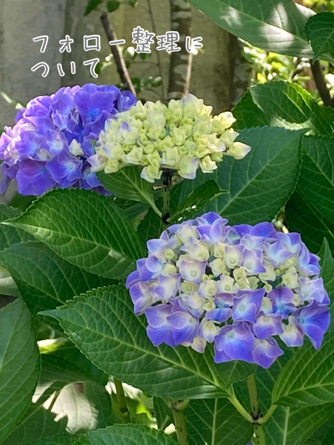 フォローに関するお知らせ

完結にいうと、
フォロー整理をします🙇‍♀️
フォロー外した方においては、私も外して
頂いて大丈夫です。


フォロー外されるのは嫌って
気持ちも解るので悩みました‥が
お互いにフォローだけして、
👍はしない