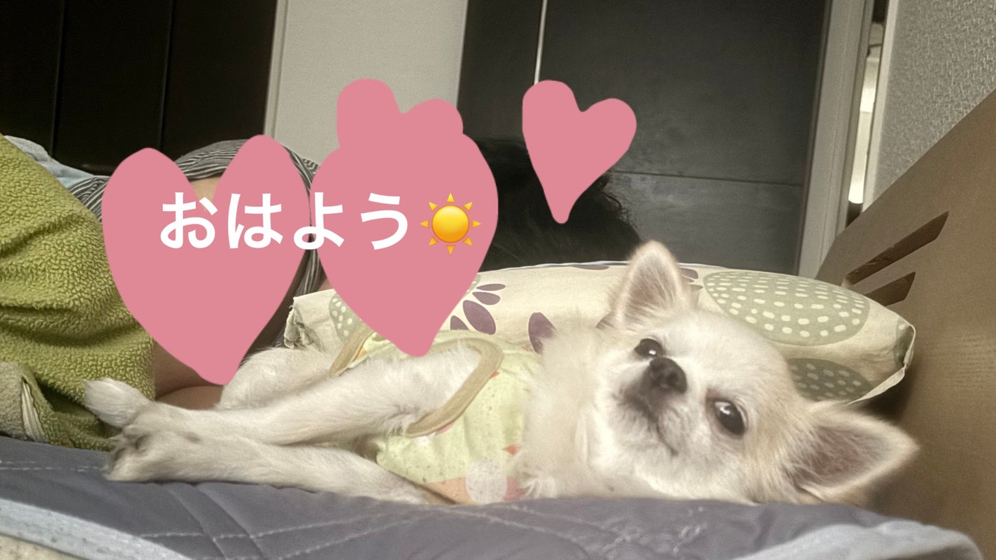 アブラカダブラ ルデュオ/クリスチャン ルブタン/アイシャドウパレットを使ったクチコミ(9枚目)