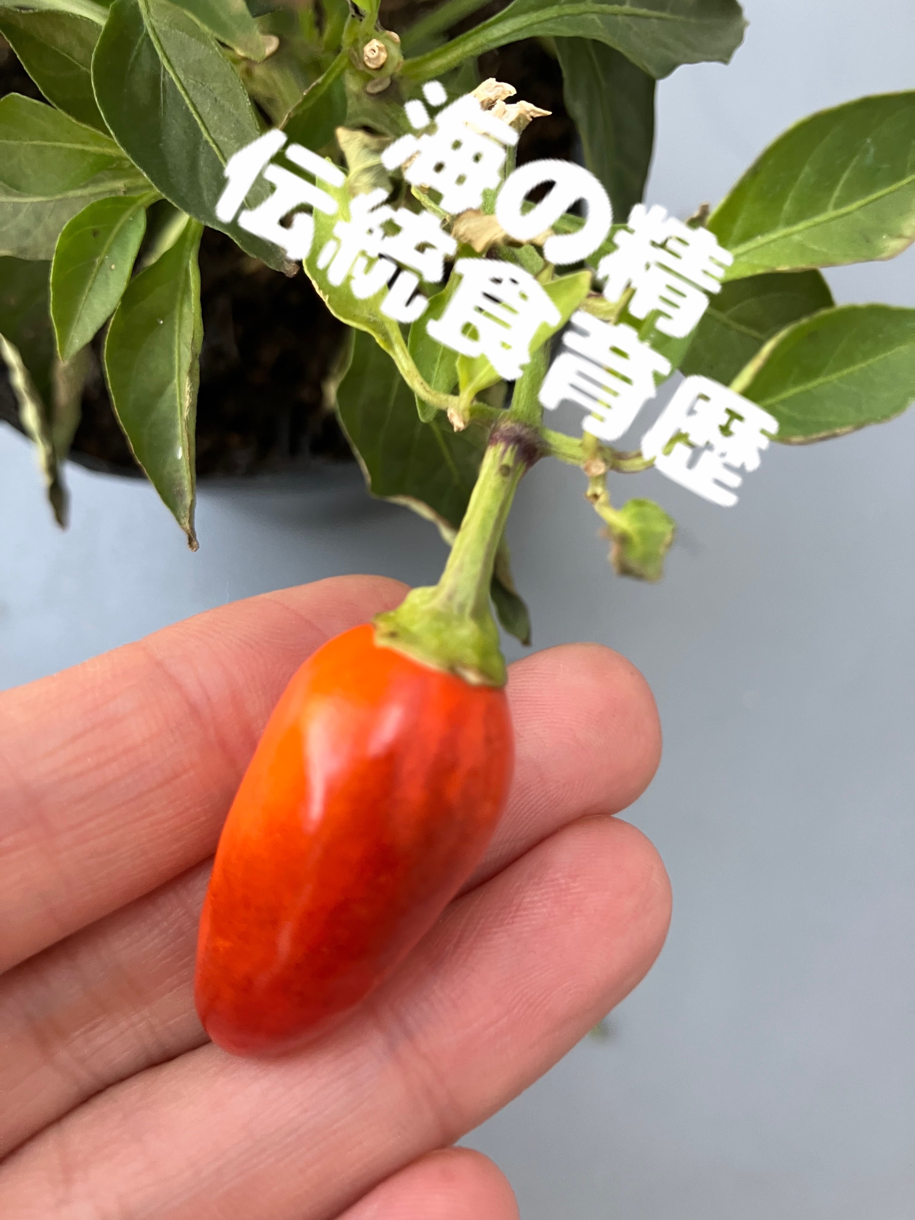 伝統食育歴/海の精/その他を使ったクチコミ（2枚目）