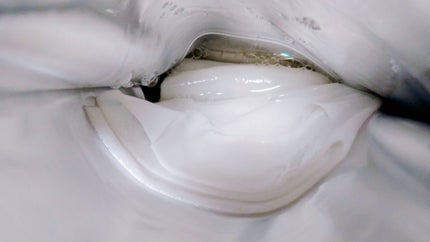 ホワイトトリュフナリシングトリートメントマスク/ダルバ/シートマスク・パックを使ったクチコミ(4枚目)