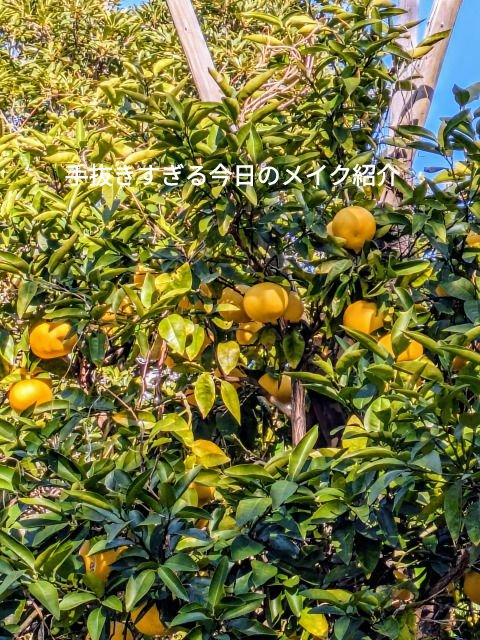 アイブロウワックス＆パウダー/CEZANNE/アイブロウを使ったクチコミ（1枚目）