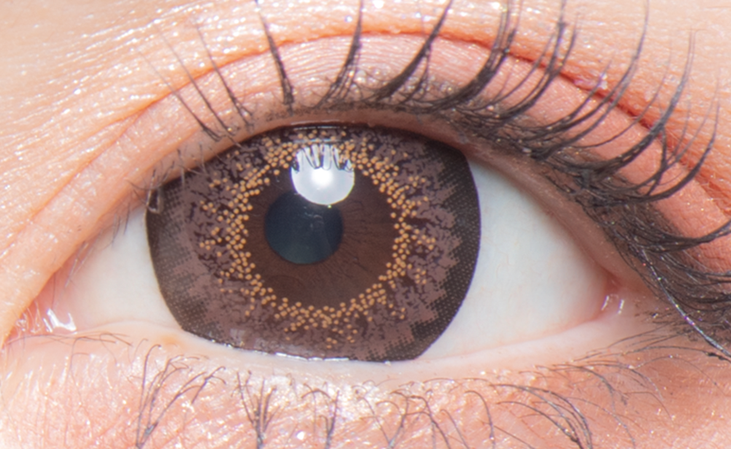 colors 1day メガドーナツブラウン