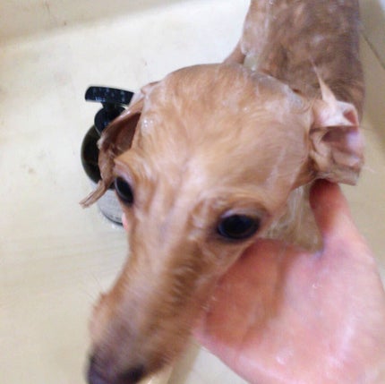 Natto ティーツリープレミアムオイル リンスイン ドッグシャンプー/Natto/その他を使ったクチコミ(4枚目)