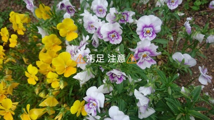 カラフルネイルズ/キャンメイク/マニキュアを使ったクチコミ(1枚目)