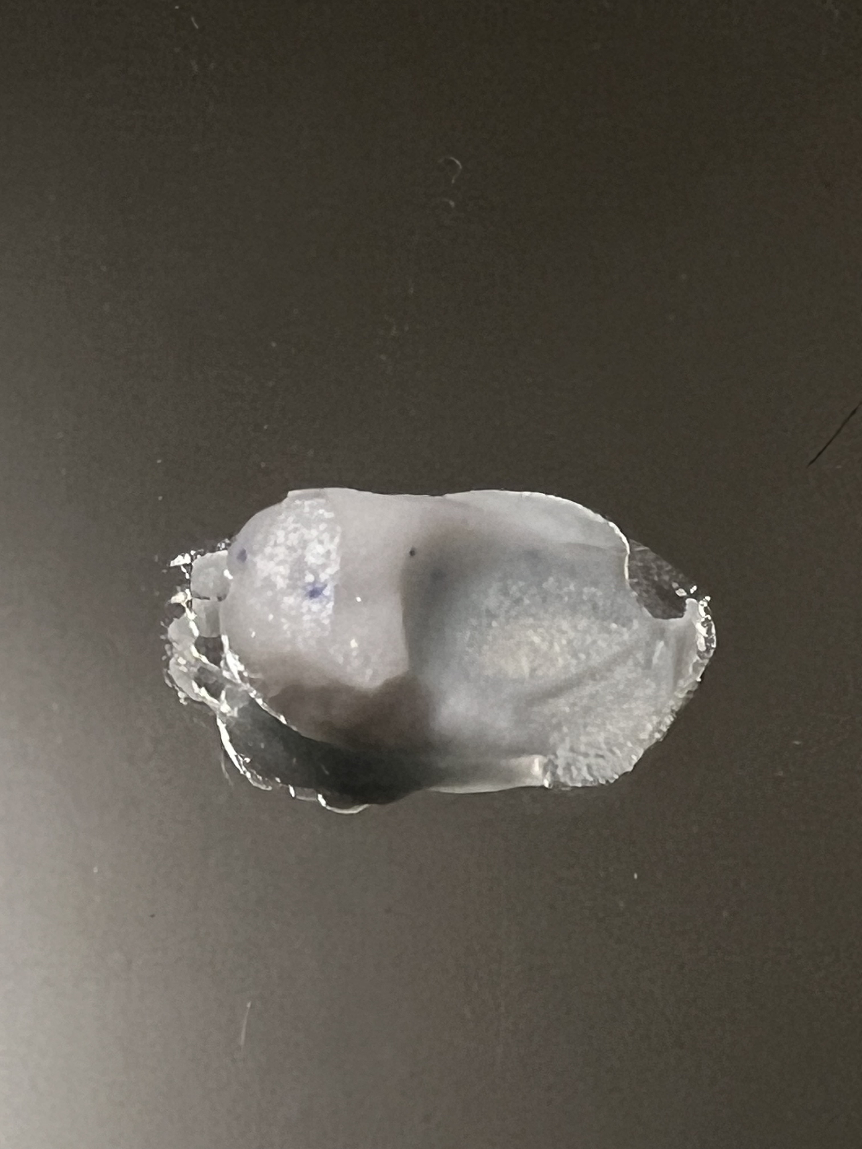 スーパ―ヒアルロン フォームクレンザー/VT/洗顔フォームを使ったクチコミ（2枚目）