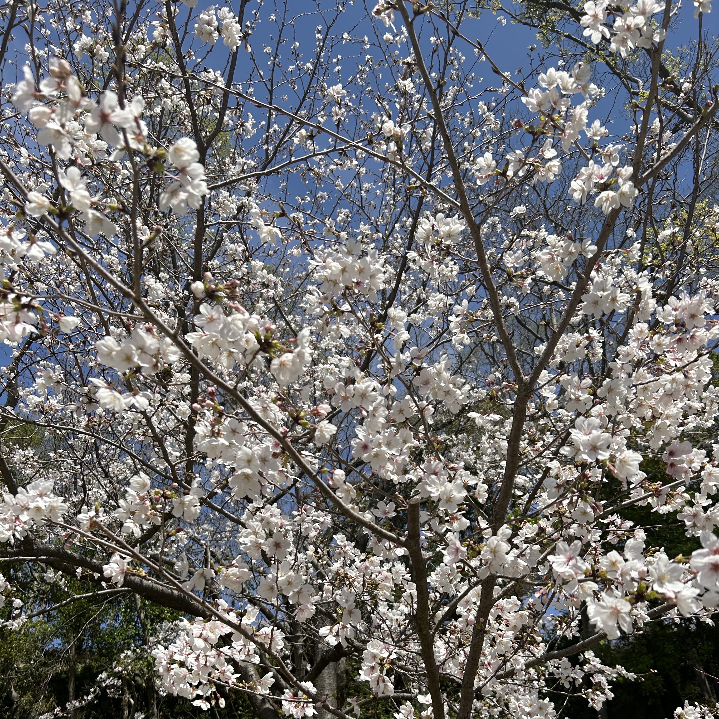 ハローみなさんこんにちは。なんの理由やきっかけもないのに毎日爆裂に消化器の具合が悪いしに子ちゃんです。映画スラムダンク見てからガンガン単行本を買い揃えていますしに子ちゃんです。何度でも言いますが推しは三井と流川です。

桜は家の近所の名所の