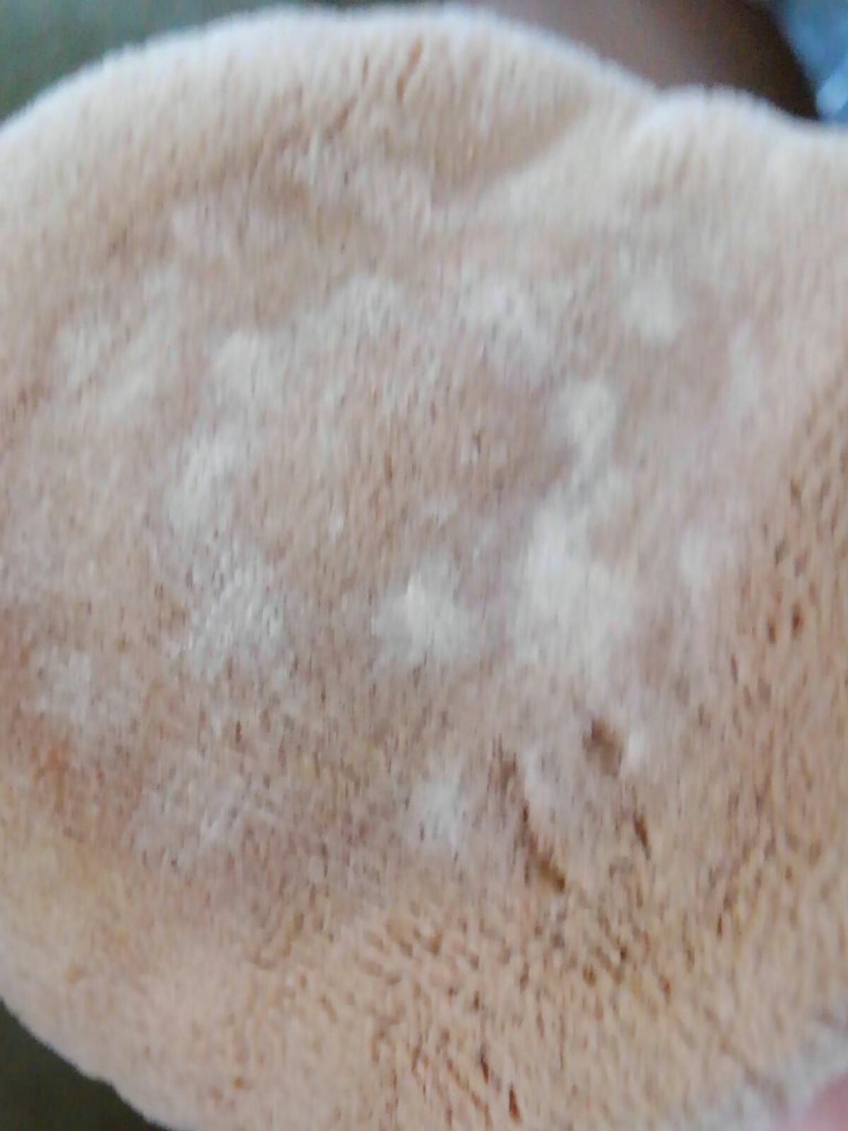 UVプロテクト パウダー/アテニア/ルースパウダーを使ったクチコミ(2枚目)